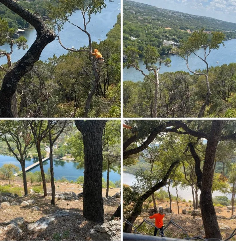 Reliable lawn mowing service for year-round maintenance across Austin, TX - Tilo's Tree Trimming Services