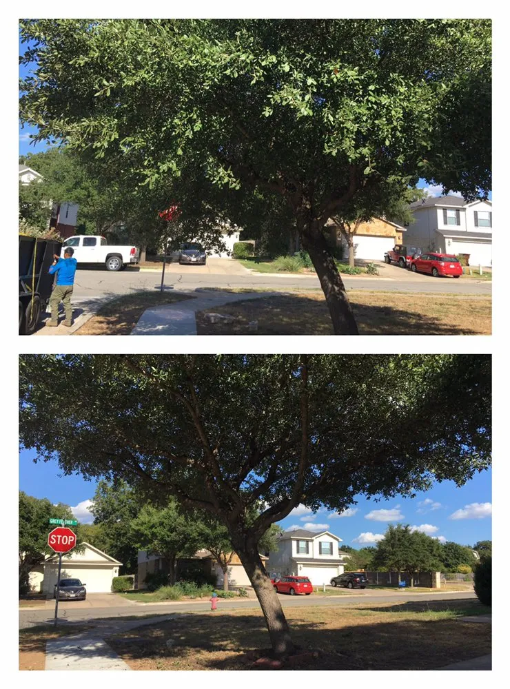 Professional yard maintenance in Austin, TX by Tilo's Tree Trimming Services
