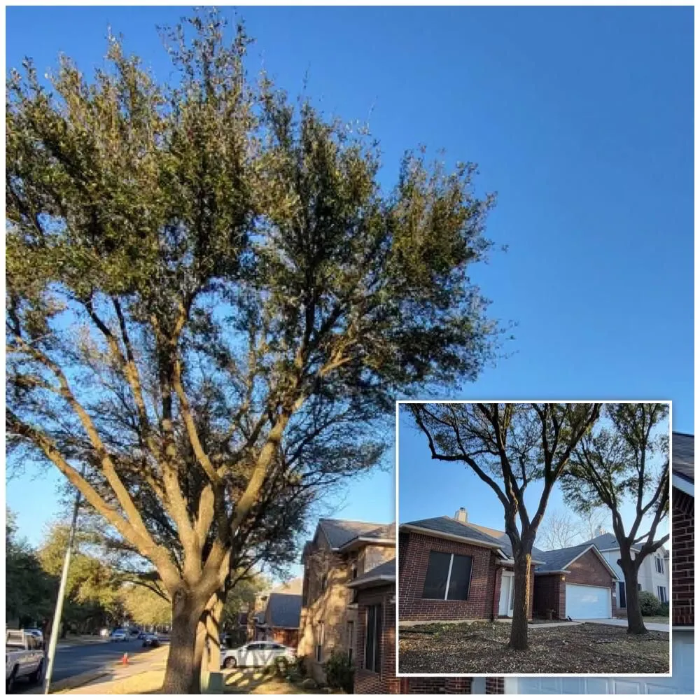 Local yard cleanup service in Austin, TX - Tilo's Tree Trimming Services