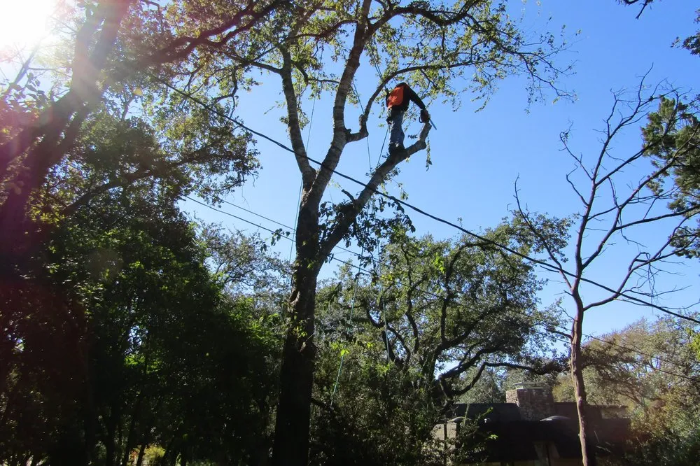 Local residential landscaping in Austin, TX - Tilo's Tree Trimming Services