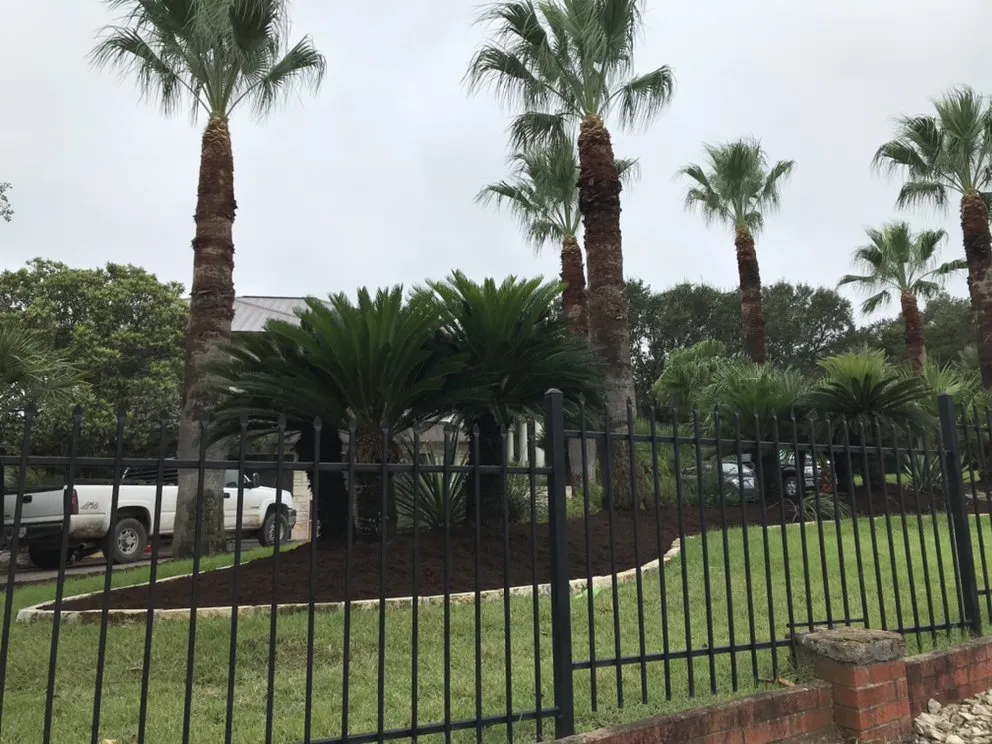 Top-rated yard cleanup service for year-round maintenance across Austin, TX - Tilo's Tree Trimming Services