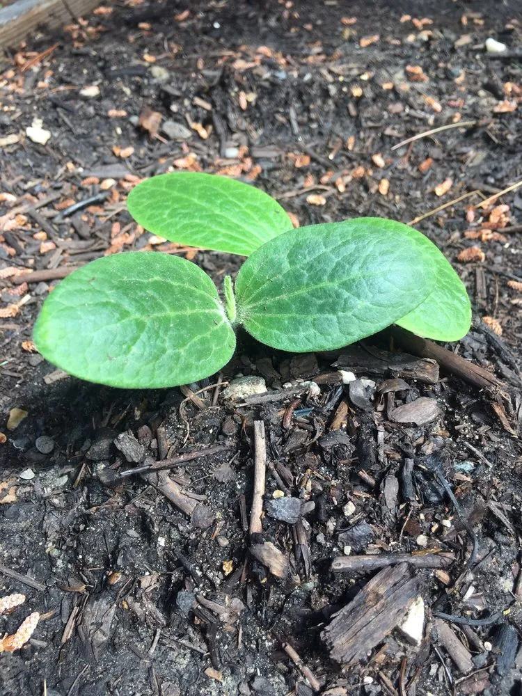 Expert landscape design for outdoor upgrades in Canton, MI by Tilt Landscape Maintenance and Supply