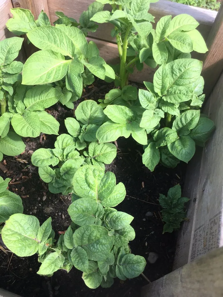 Custom yard maintenance experts serving Canton, MI - Tilt Landscape Maintenance and Supply