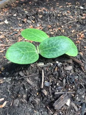 Tilt Landscape Maintenance and Supply Logo