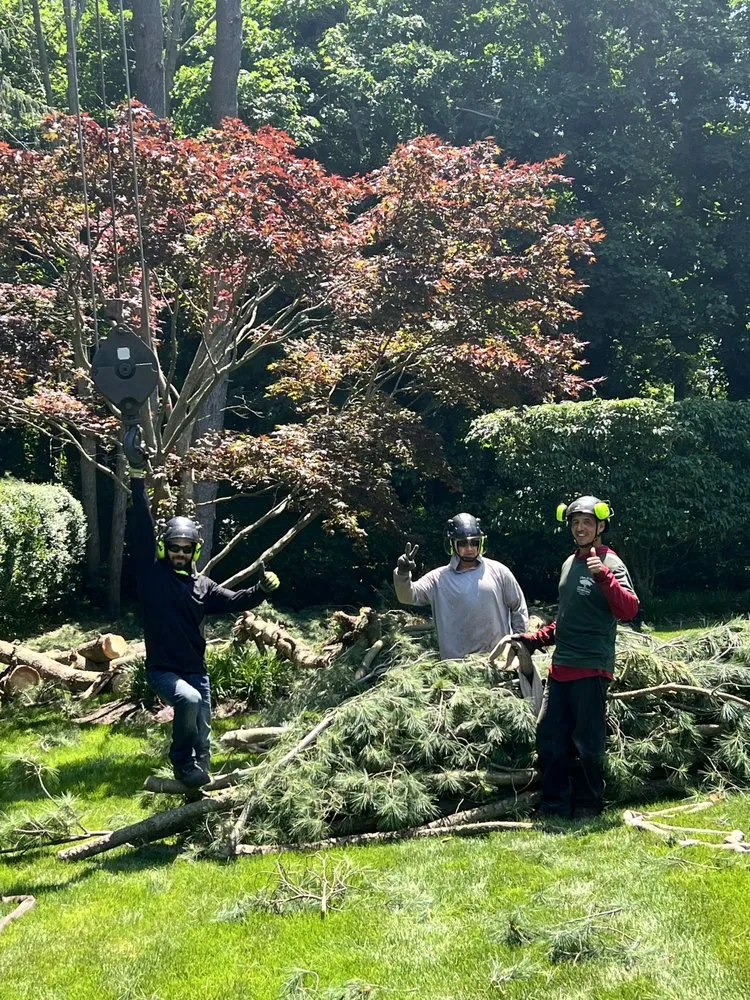 Professional lawn care service in East Northport, NY - Tim A Tree