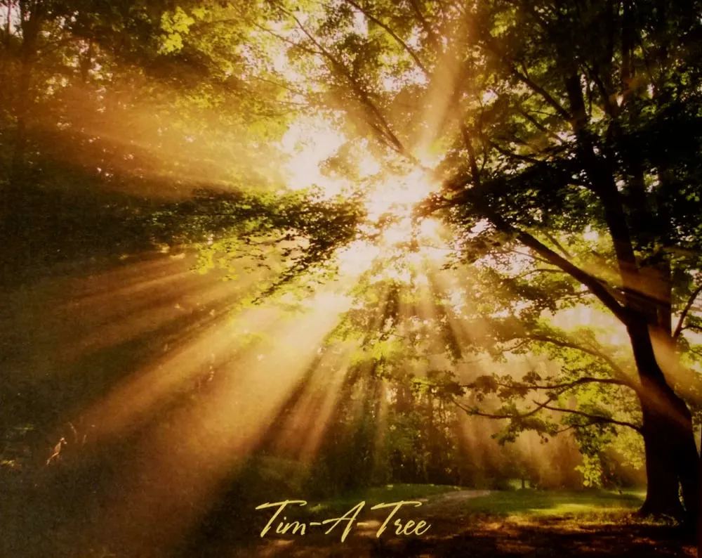 Expert yard maintenance for outdoor upgrades across East Northport, NY - Tim A Tree