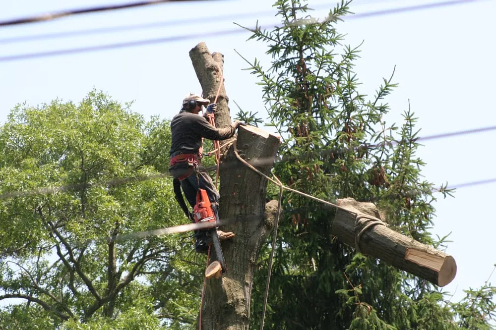 Custom landscaping services in East Northport, NY by Tim A Tree