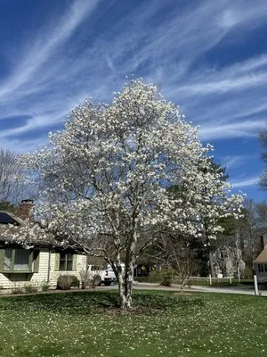 Tim Acton Landscaping