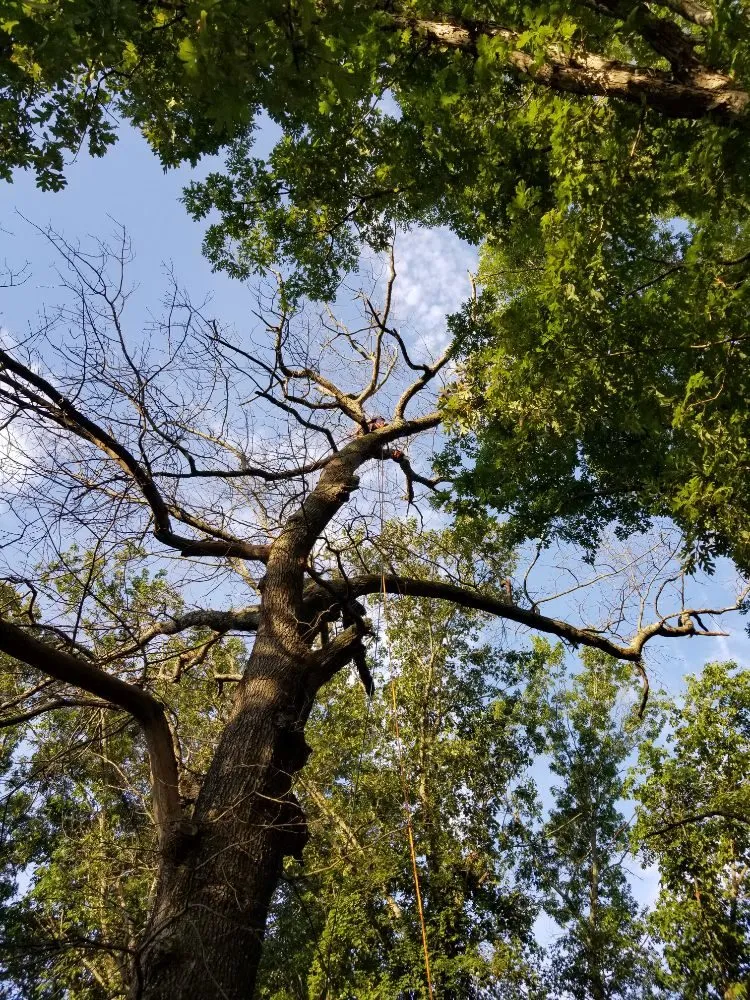 Professional yard cleanup service for outdoor upgrades in Culpeper, VA by Tim Corbin's Professional Services