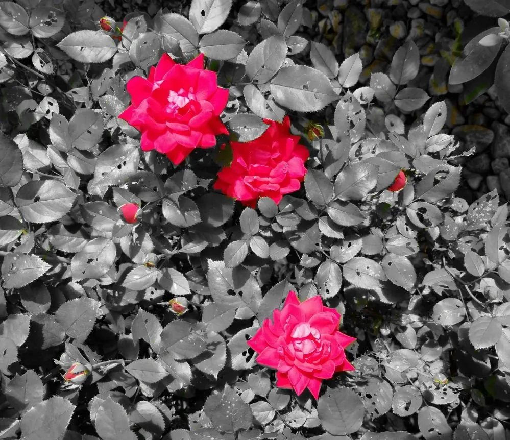 Custom landscape design for beautiful yards in Culpeper, VA by Tim Corbin's Professional Services