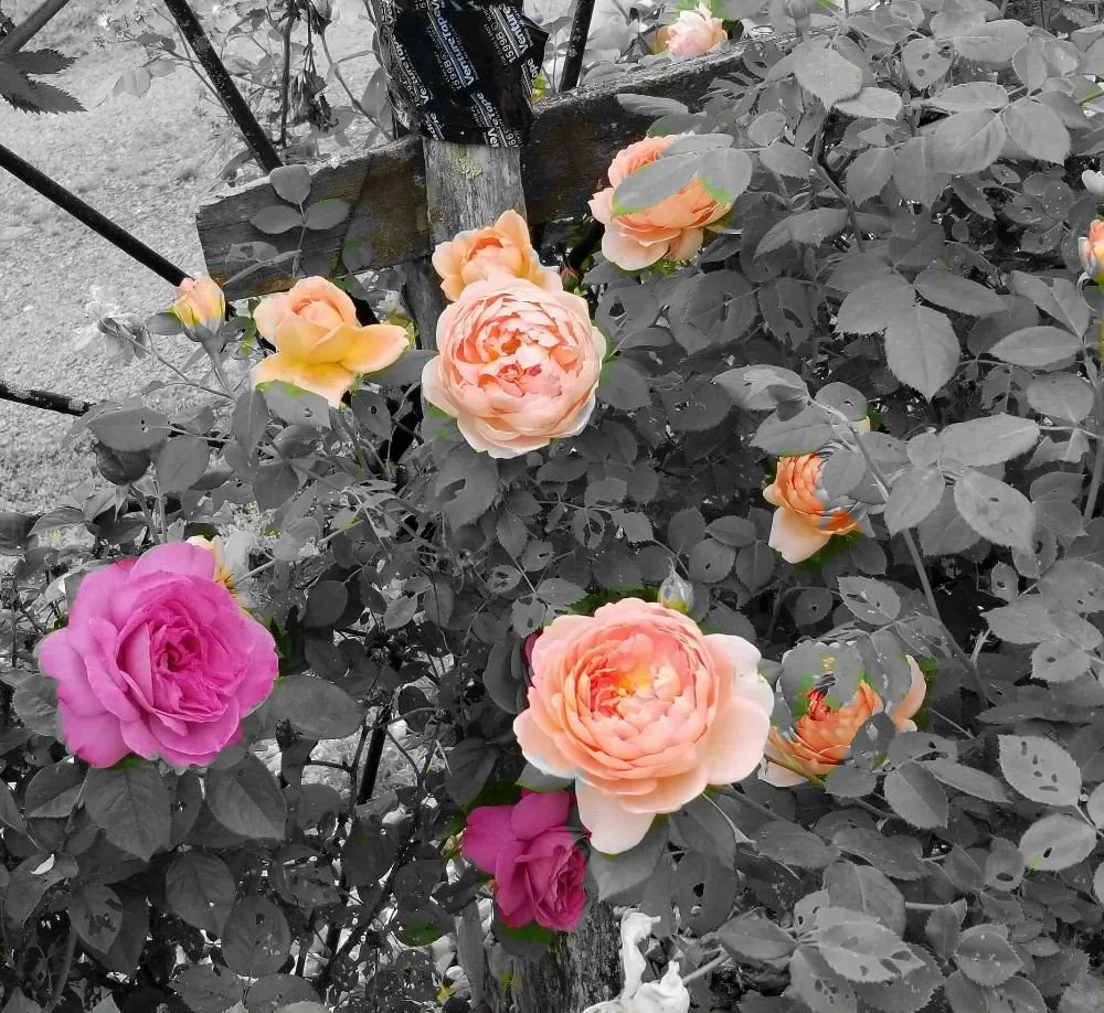 Professional landscape installation with custom design in Culpeper, VA by Tim Corbin's Professional Services