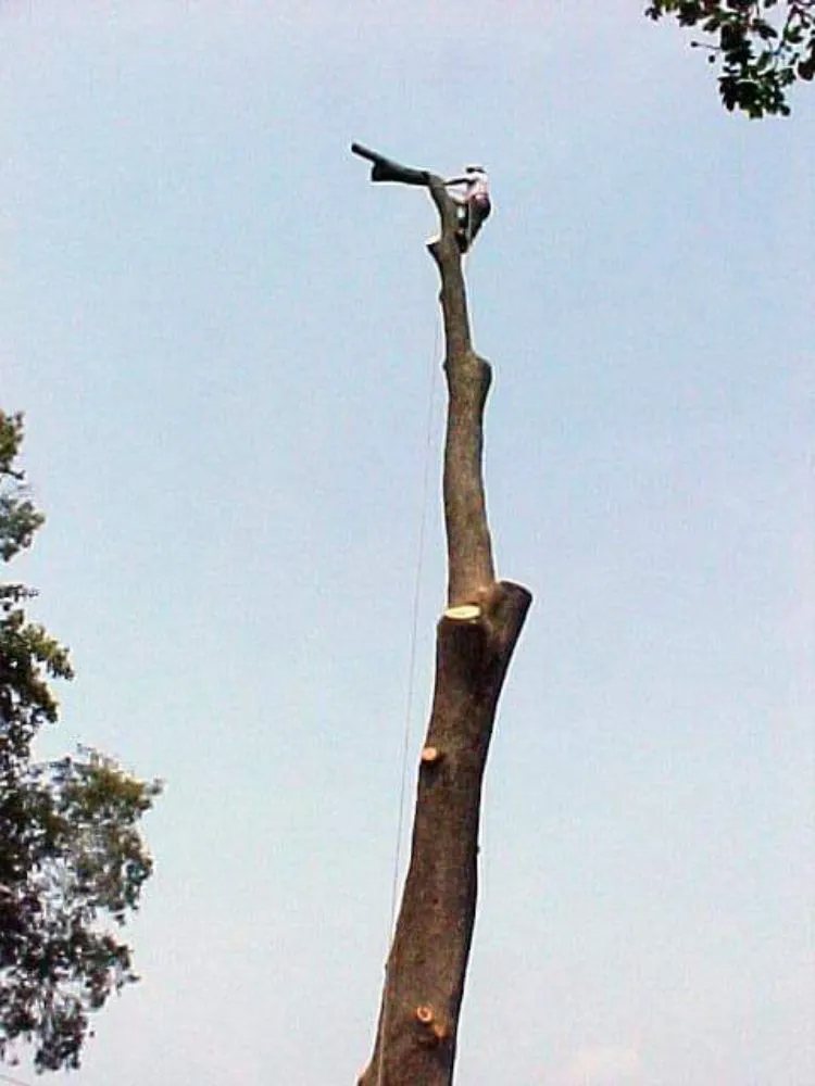 Top-rated lawn care service near you across Culpeper, VA - Tim Corbin's Professional Services