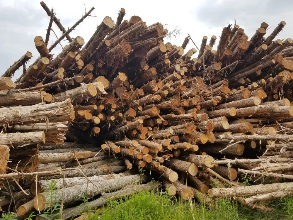 Affordable residential landscaping for year-round maintenance across Culpeper, VA - Tim Corbin's Professional Services