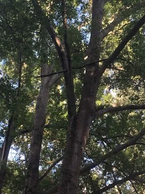 Tim Jefferson Tree Service Logo