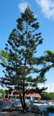 Tim Matthews Tree & Landscape