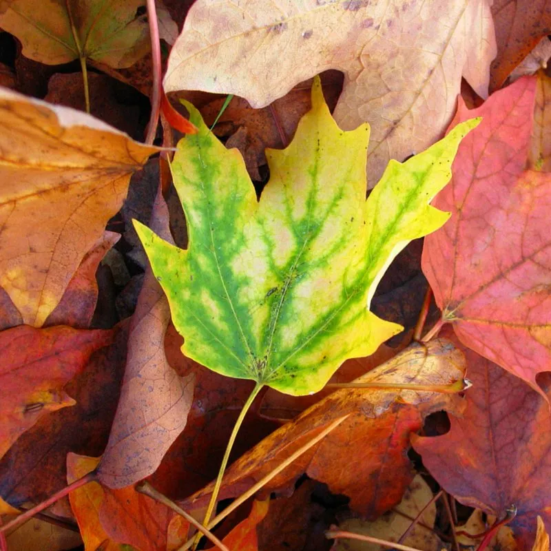 Reliable landscaping services for beautiful yards across Ham Lake, MN - Tim Olson Lawn Care & MN Property Services