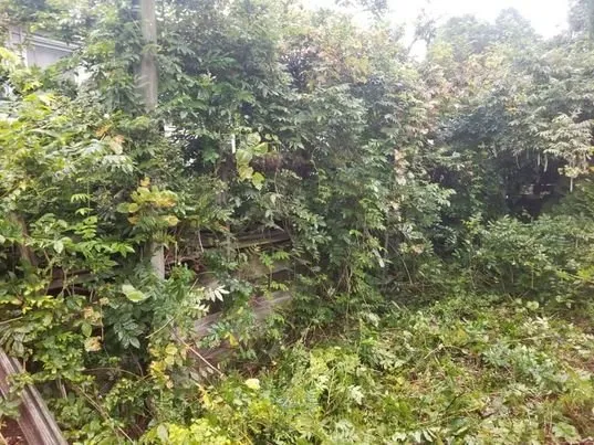 Local lawn mowing service for residential properties in Bloomsburg, PA by Tim Todd Hauling