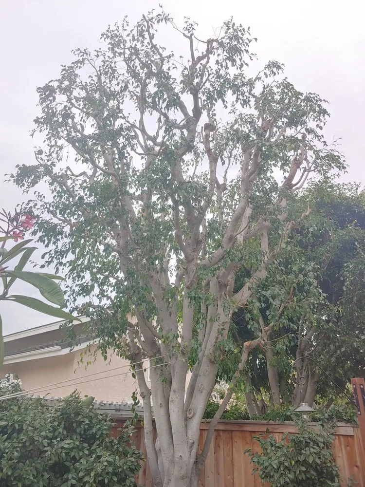Expert yard maintenance with custom design in Irvine, CA by Tim Ynclan's Artistic Tree Service