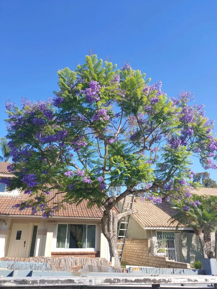 Expert yard maintenance for outdoor upgrades in Irvine, CA by Tim Ynclan's Artistic Tree Service