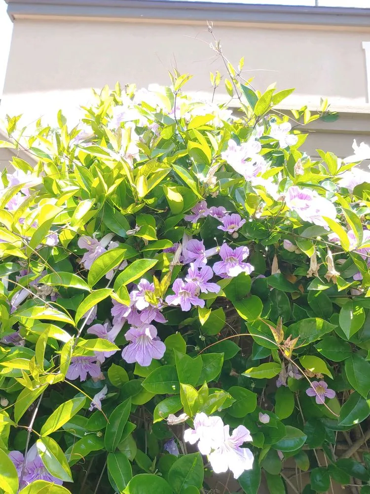 Local lawn mowing service in Irvine, CA by Tim Ynclan's Artistic Tree Service