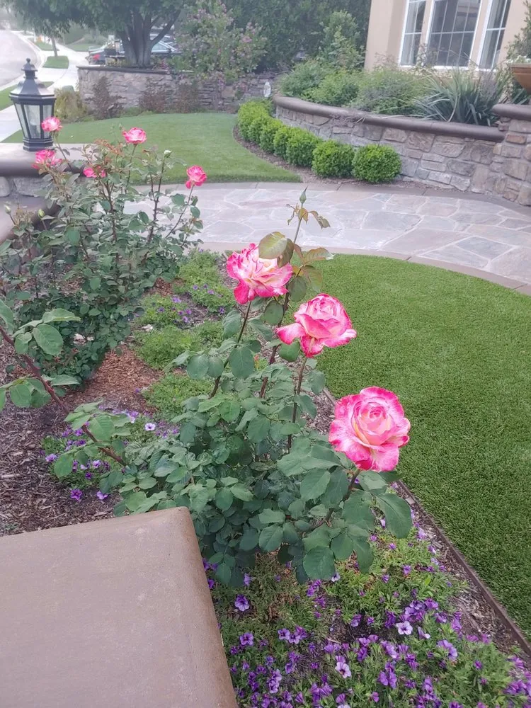 Professional yard cleanup service for outdoor upgrades in Irvine, CA by Tim Ynclan's Artistic Tree Service