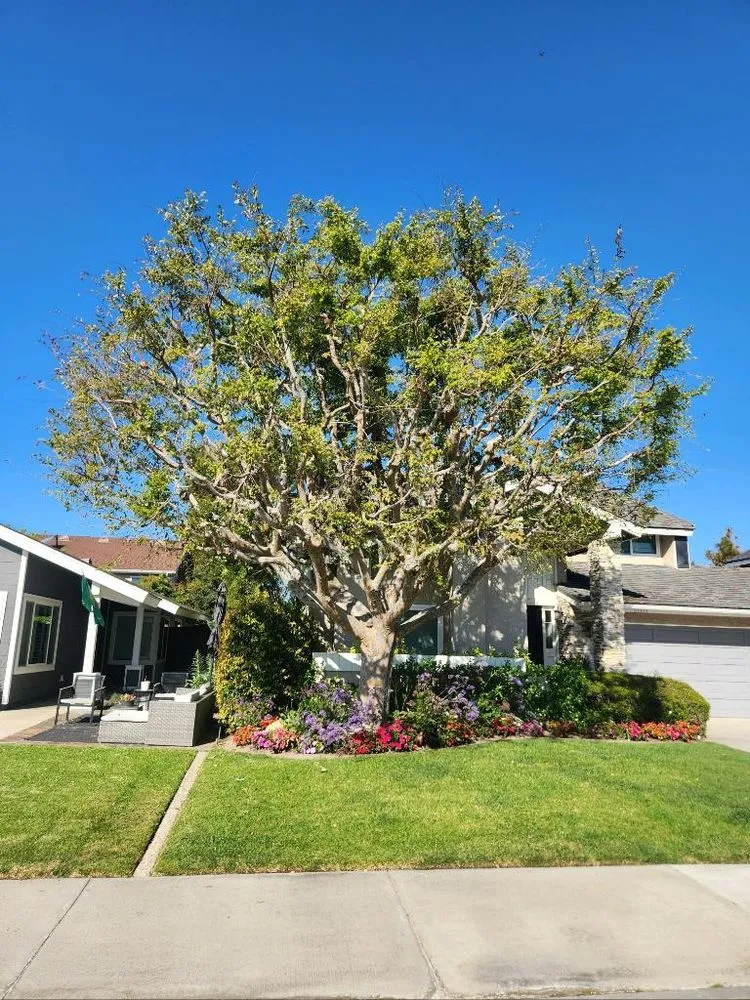 Custom residential landscaping experts serving Irvine, CA - Tim Ynclan's Artistic Tree Service