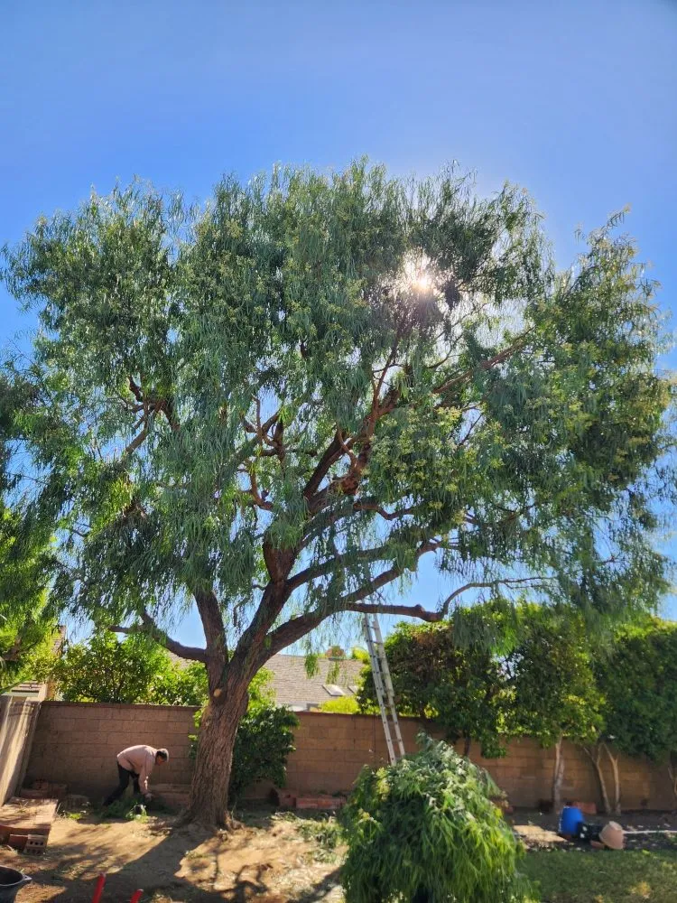 Affordable garden landscaping in Irvine, CA by Tim Ynclan's Artistic Tree Service