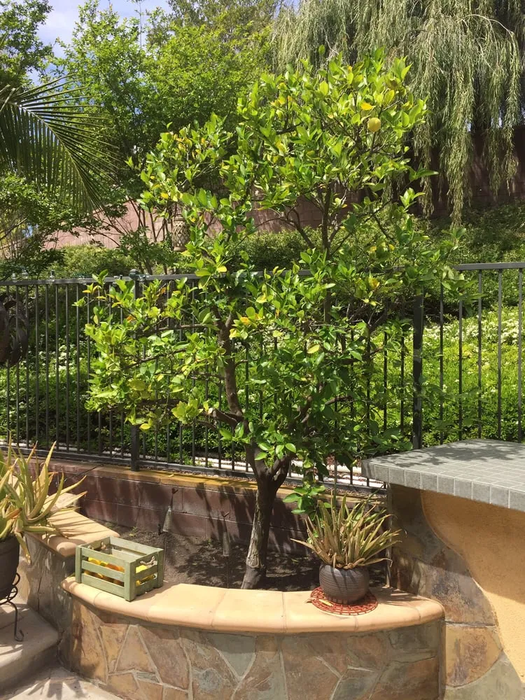 Custom landscaping services in Irvine, CA - Tim Ynclan's Artistic Tree Service