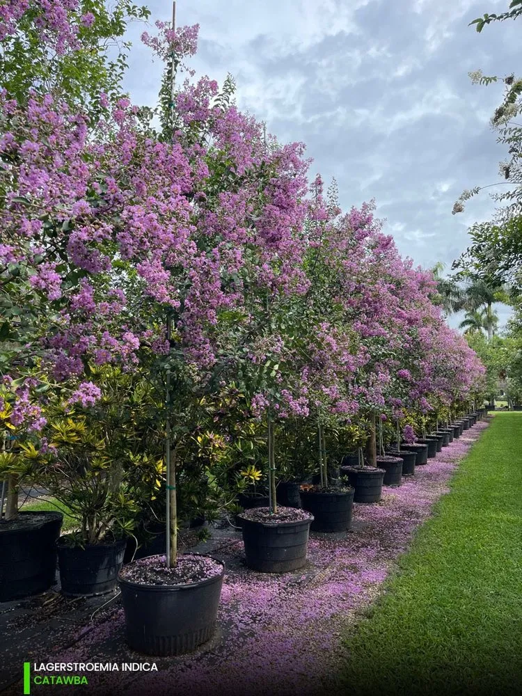 Professional landscaping services for outdoor upgrades in Irvine, CA by Tim Ynclan's Artistic Tree Service