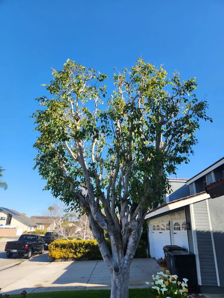 Top-rated landscaping services in Irvine, CA by Tim Ynclan's Artistic Tree Service