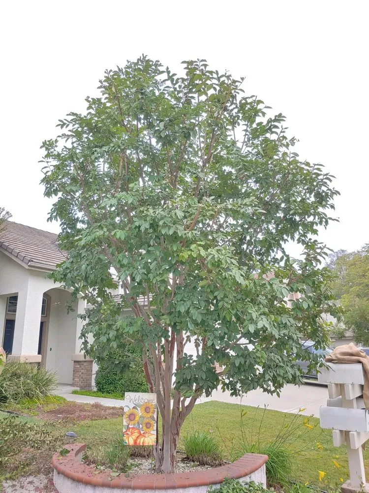 Custom landscape design in Irvine, CA - Tim Ynclan's Artistic Tree Service