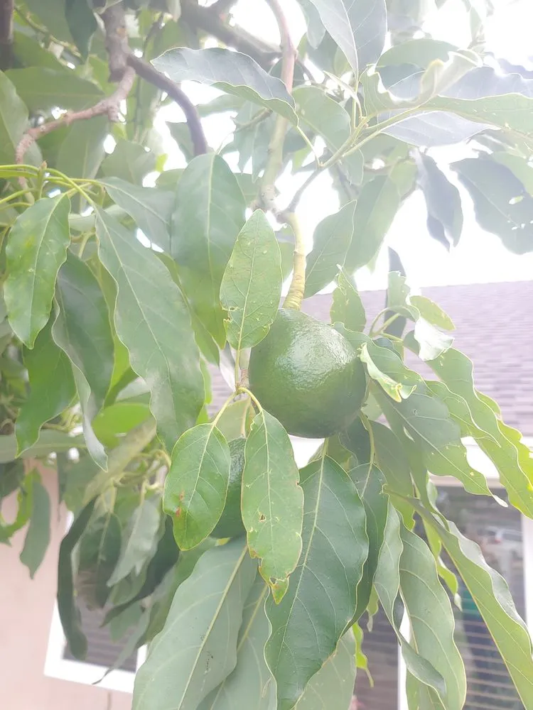 Local landscaping services in Irvine, CA by Tim Ynclan's Artistic Tree Service