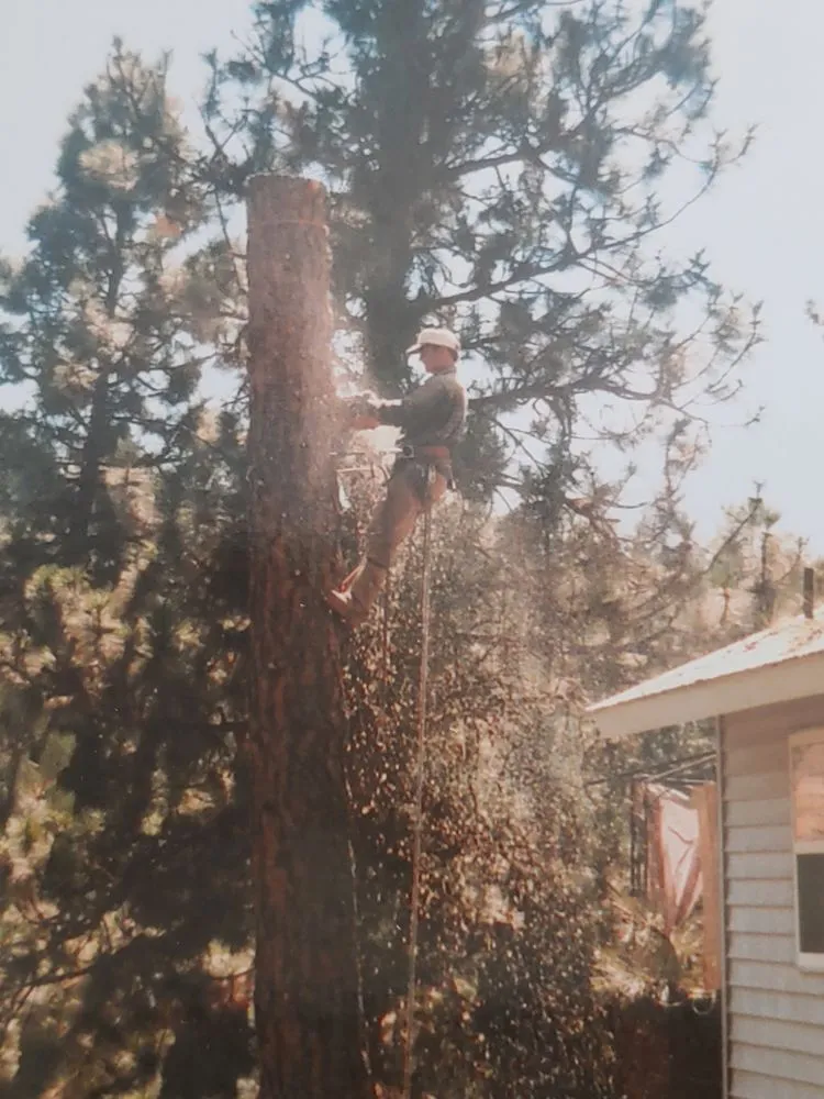 Trusted yard maintenance with custom design in Irvine, CA by Tim Ynclan's Artistic Tree Service