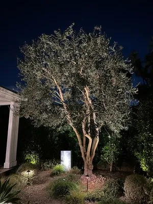 Tim Ynclan's Artistic Tree Service Logo