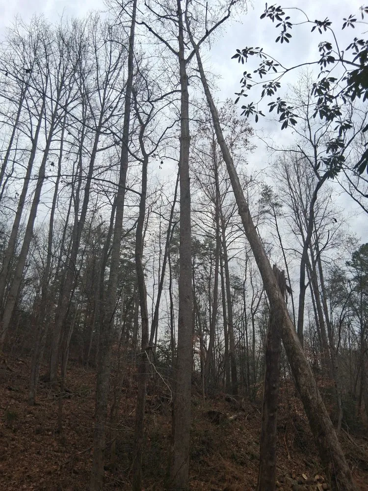 Top-rated landscape design in Liberty, SC by Timber & Turf