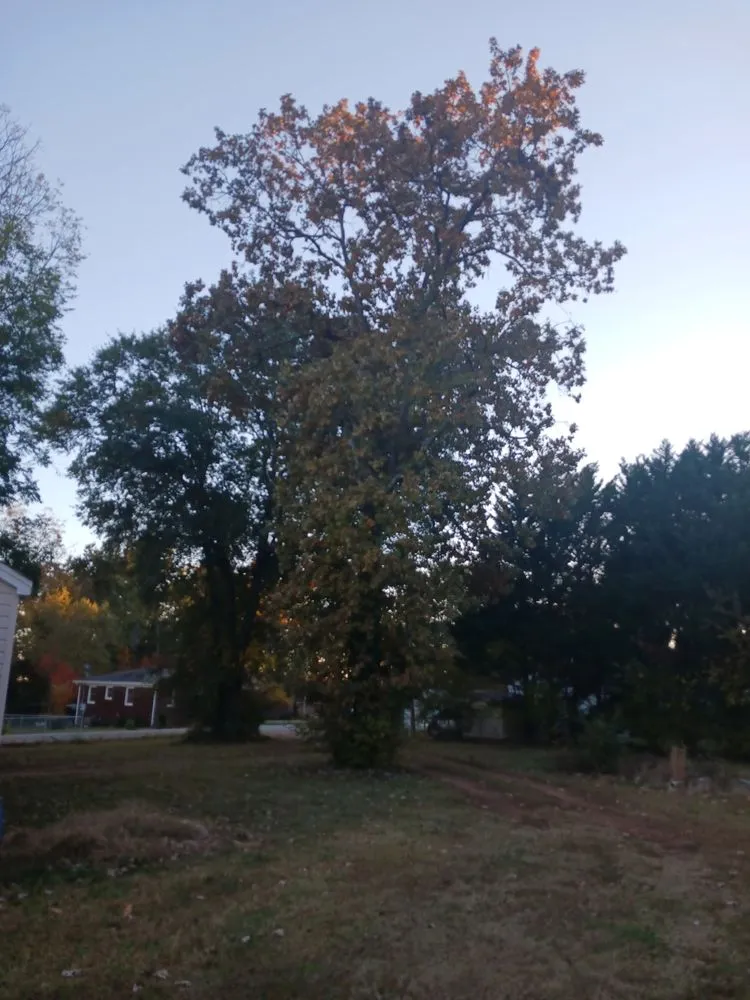 Professional yard cleanup service in Liberty, SC - Timber & Turf