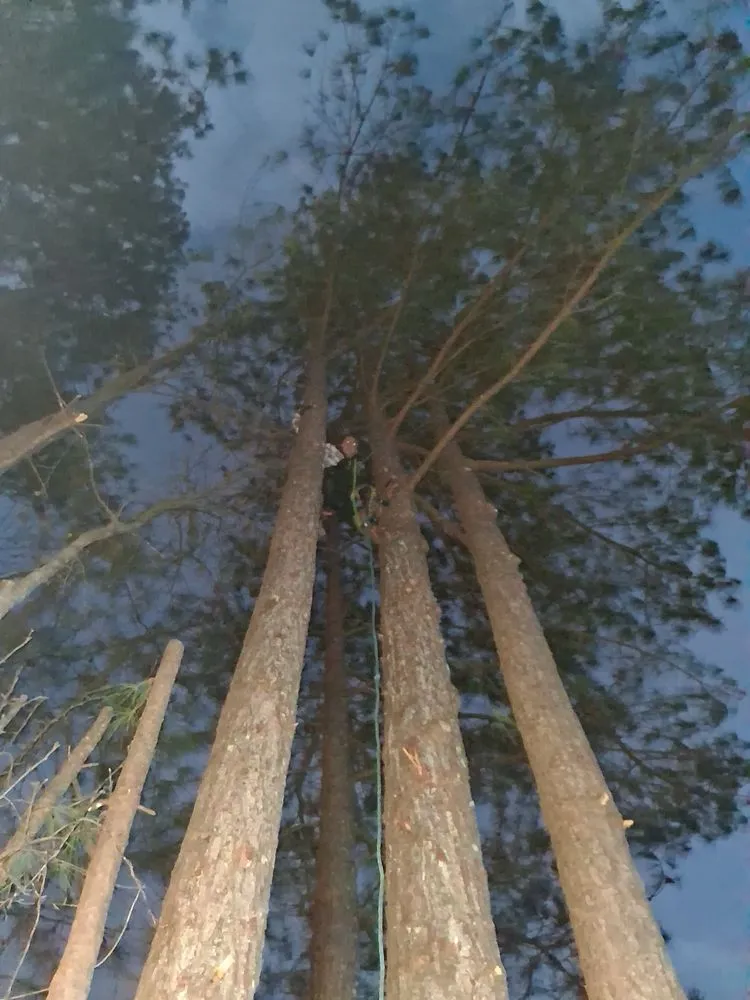 Top-rated lawn care service in Liberty, SC - Timber & Turf