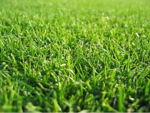 Top-rated yard cleanup service near you across South Holland, IL - Timber Crest Landscaping and Lawn Care