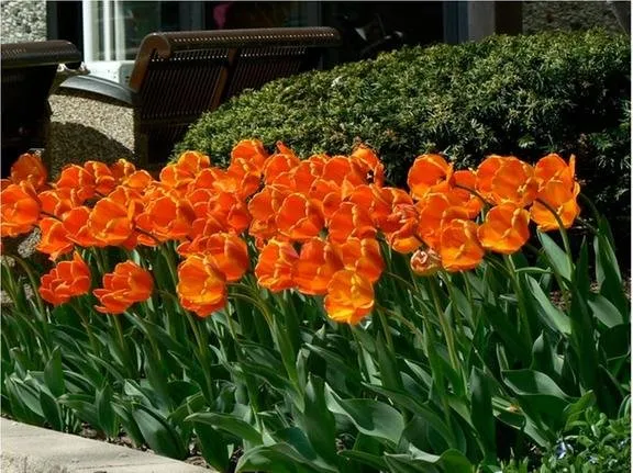 Affordable outdoor landscaping with custom design in South Holland, IL by Timber Crest Landscaping and Lawn Care