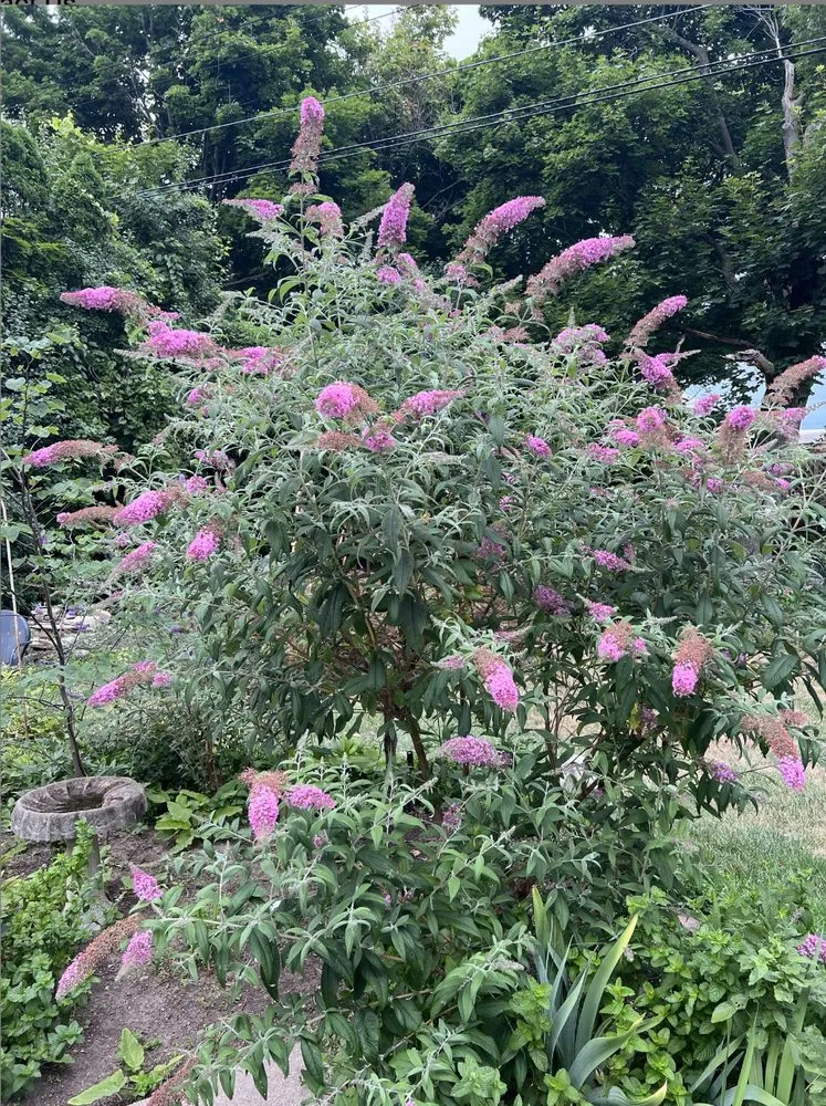 Trusted yard cleanup service for homes in East Lansing, MI by Timber Landscaping And Maintenance