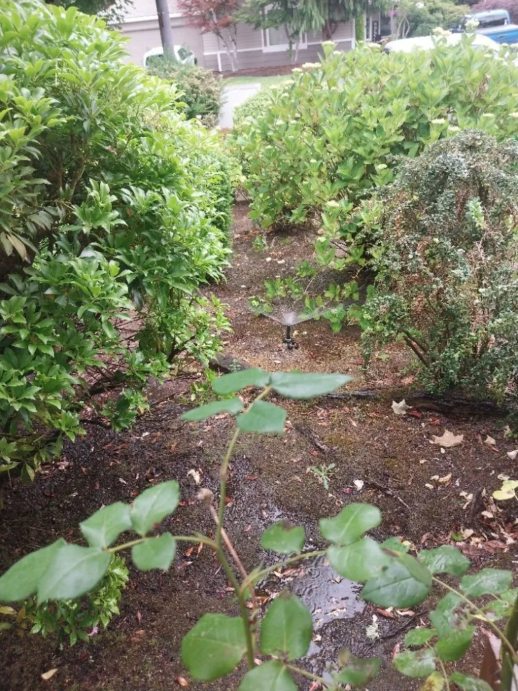 Professional residential landscaping in Salem, OR by Timber Landscapings