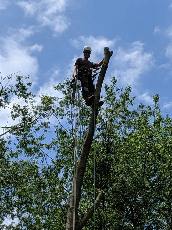Professional yard cleanup service for outdoor upgrades across Finleyville, PA - Timber Lane Tree Service and Landscaping