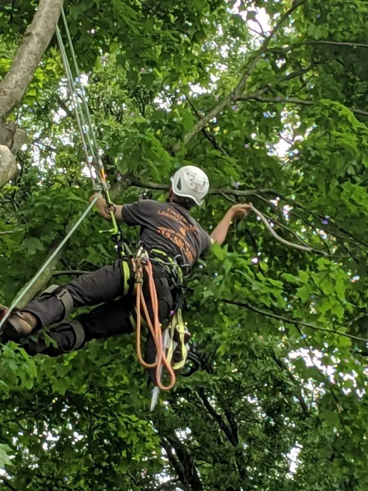 Affordable landscaping services in Finleyville, PA - Timber Lane Tree Service and Landscaping