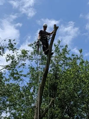 Timber Lane Tree Service and Landscaping Logo
