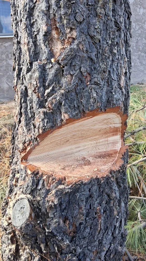 Professional lawn care service for homes in Hot Springs, SD by Timber Line