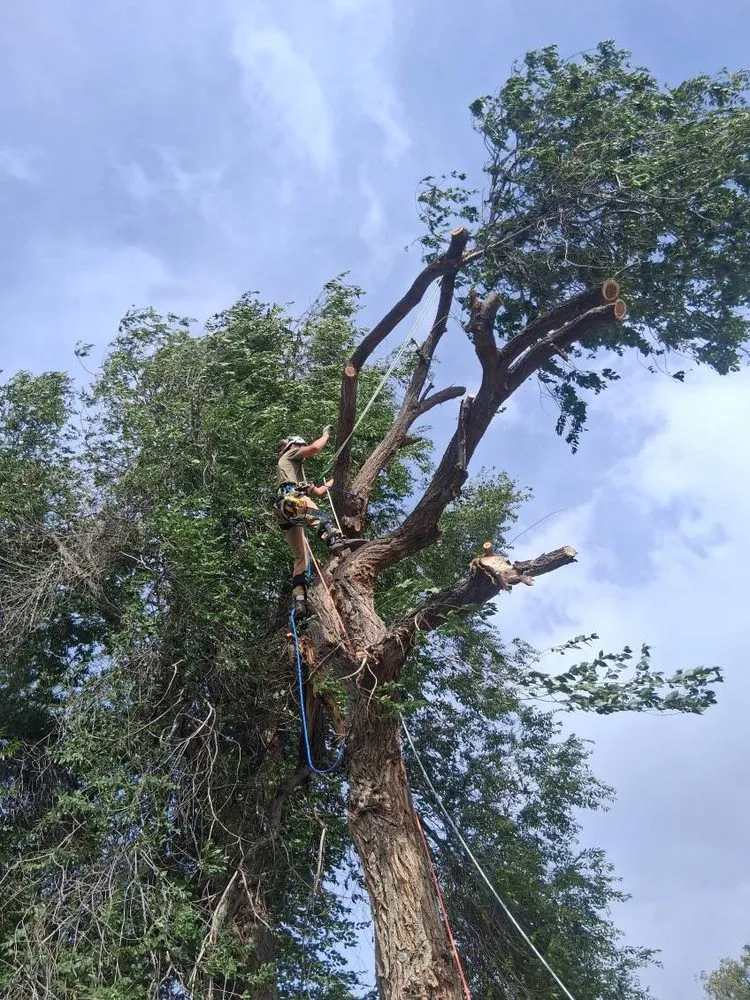 Affordable yard cleanup service experts serving Hot Springs, SD - Timber Line