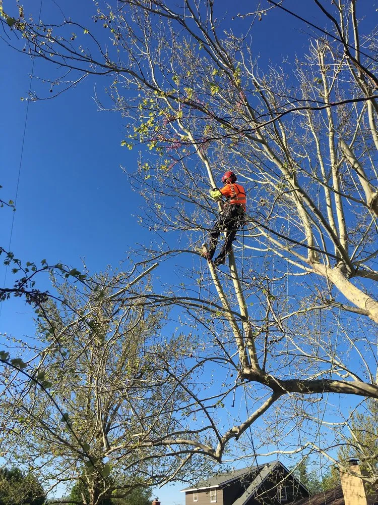 Local outdoor landscaping in Woodward, OK - Timber Oklahoma