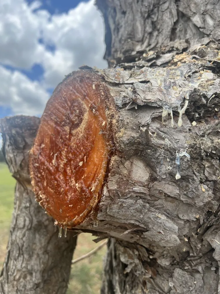 Affordable garden landscaping experts serving Woodward, OK - Timber Oklahoma