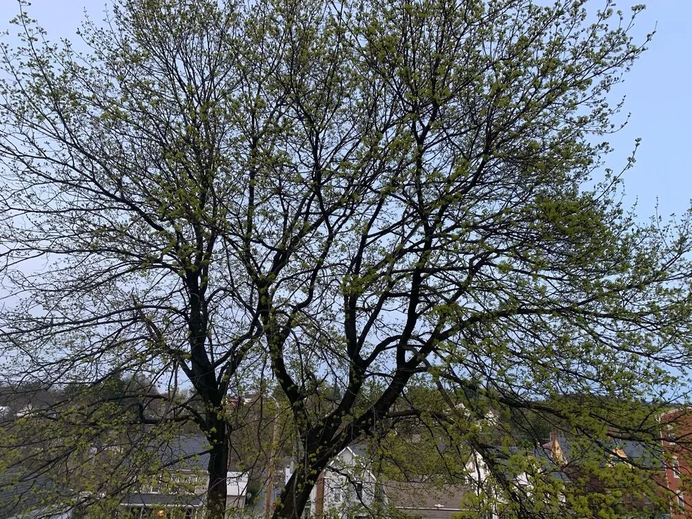 Affordable garden landscaping near you across York, PA - Timber Taskforce Tree Service