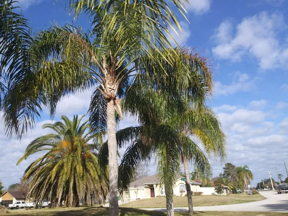 Local landscape design in DeLand, FL by Timber Tree & Landscaping
